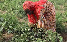 A woman standing on a farmland while damaged crops are scattered across the ground after a heated argument with her neighbor.