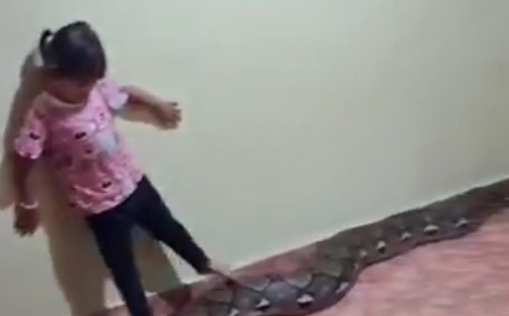 A large pet python inside a residential home in Vietnam, following reports linked to a viral video involving a child.